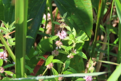 Mentha canadensis
