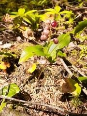Maianthemum canadense
