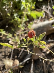 Rosa californica