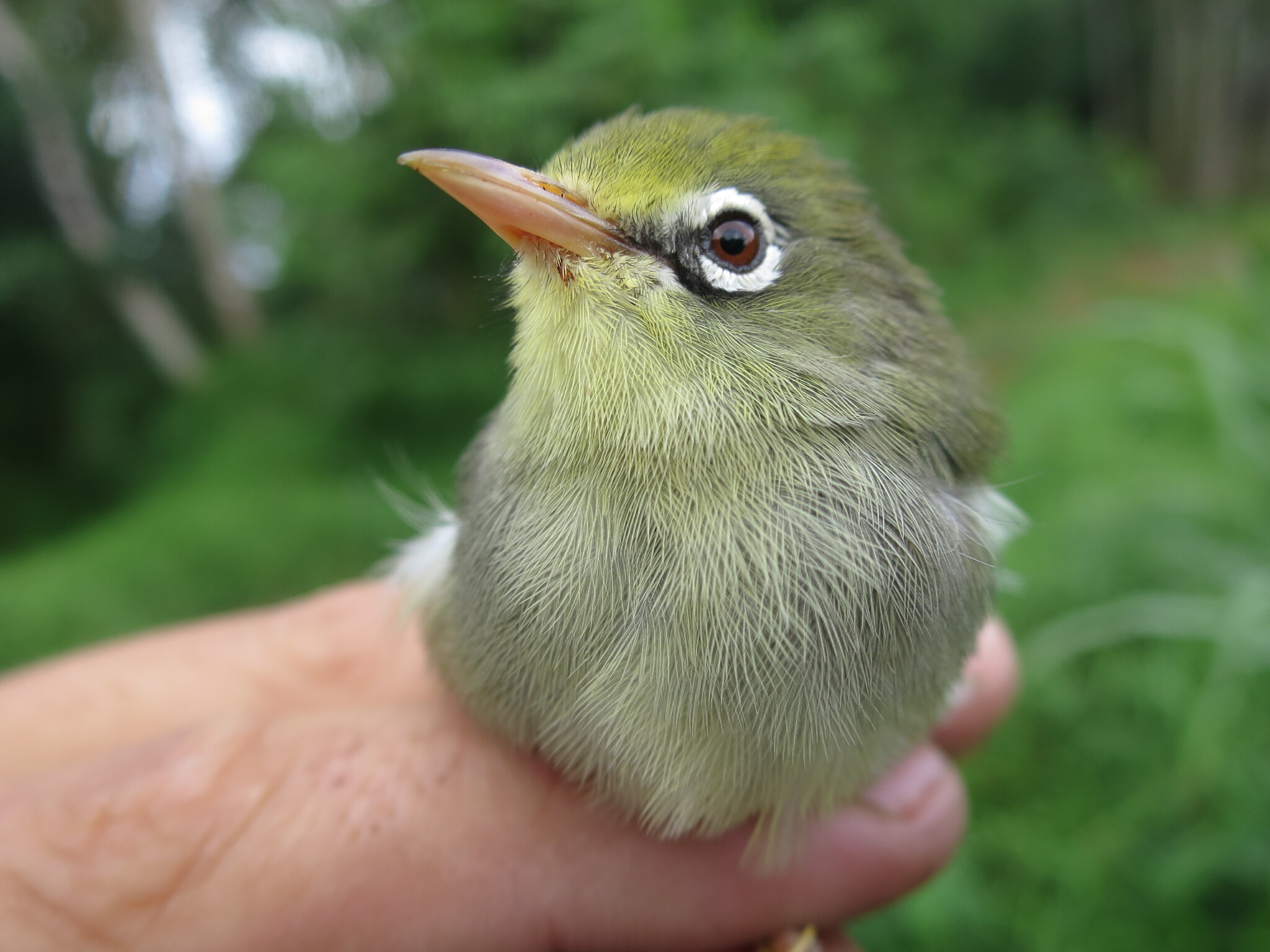 Sao Tome White-eye (Zosterops feae), photo 10