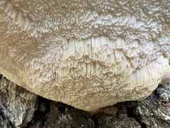 Climacocystis borealis