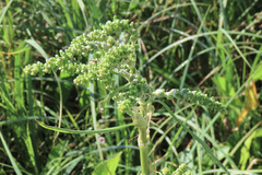 Rumex britannica