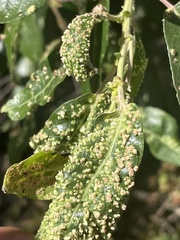 Aculus