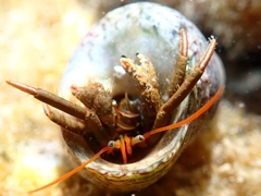 Clibanarius erythropus