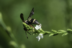 Epeolus bifasciatus