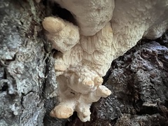 Climacocystis borealis