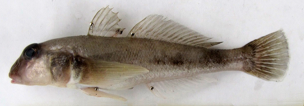 Caspian Goby
