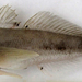 Caspian Goby - Photo (c) 
K. Abbasi, some rights reserved (CC BY-SA)