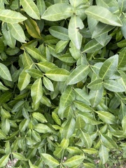 Euonymus