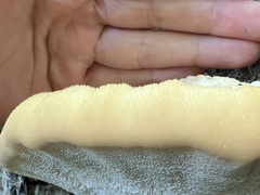 Climacocystis borealis