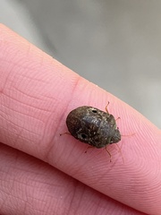 Diolcus chrysorrhoeus