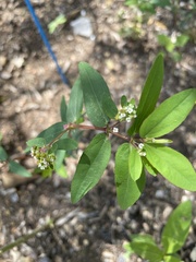 Euphorbia hypericifolia