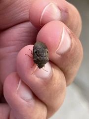 Diolcus chrysorrhoeus