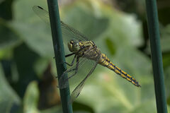Orthetrum cancellatum