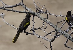 Cassiculus melanicterus