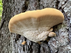 Climacocystis borealis