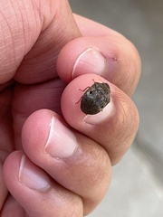 Diolcus chrysorrhoeus