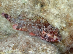 Scorpaena maderensis