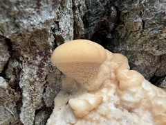 Climacocystis borealis