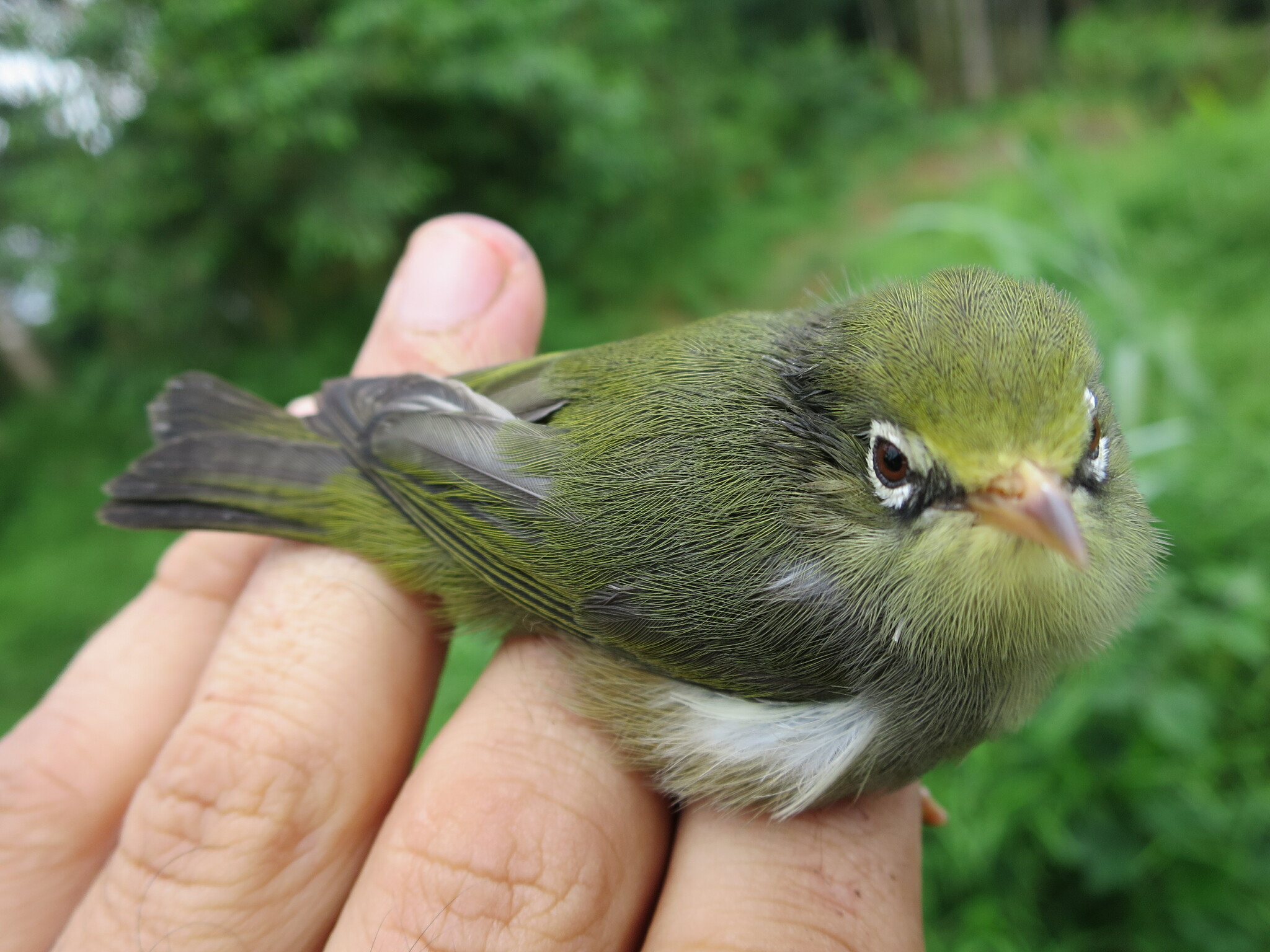 Sao Tome White-eye (Zosterops feae), photo 8