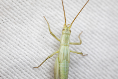 Oecanthus salvii