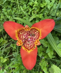 Tigridia pavonia
