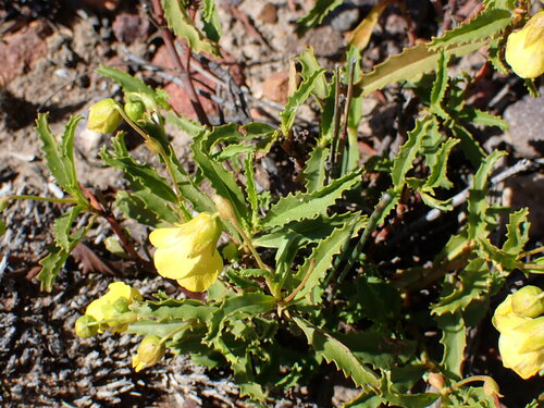 Image of Hermannia saccifera by (c) Ren Hoekstra, some rights reserved (CC BY)