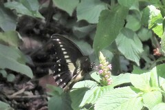 Papilio jacksoni