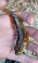 Cottus