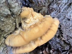 Climacocystis borealis