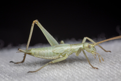 Oecanthus salvii