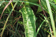 Rumex britannica
