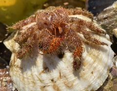Acantholithodes hispidus