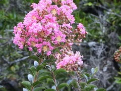 Lagerstroemia