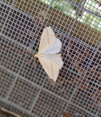 Rhodometra sacraria