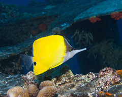 Forcipiger flavissimus