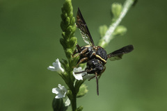 Epeolus bifasciatus