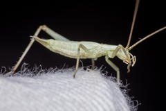 Oecanthus salvii