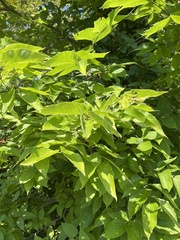 Ulmus alata