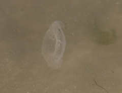 Scyphozoa