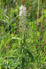 Spiraea alba