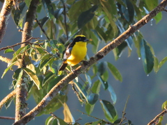 Anisognathus somptuosus