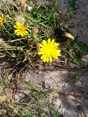 Scorzoneroides autumnalis