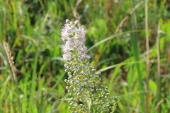 Spiraea alba
