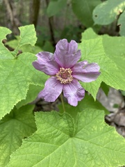 Rubus odoratus