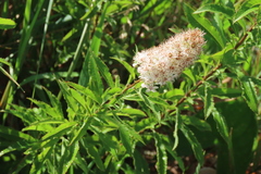 Spiraea alba