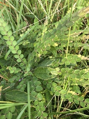 Phyllodium pulchellum