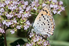 Lycaena alciphron