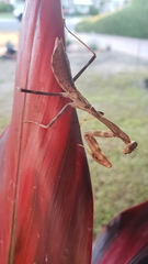 Stagmomantis limbata