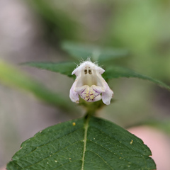 Galeopsis tetrahit